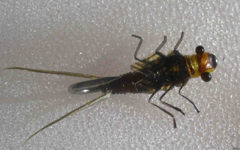 Веснянки (Plecoptera) личинка