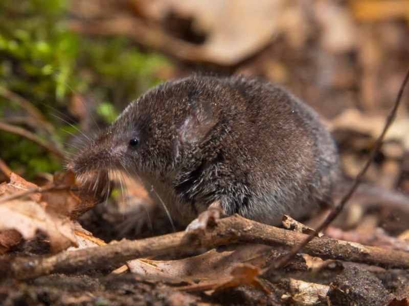 Crocidura leucodon