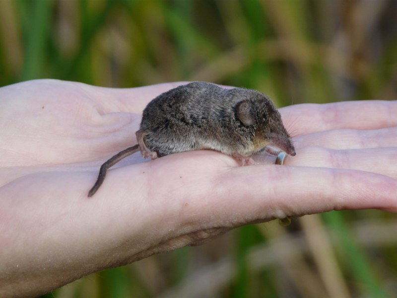 Белозубка Crocidura narcondamica