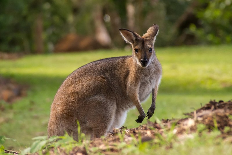 Длинноухий кенгуру (67 фото)