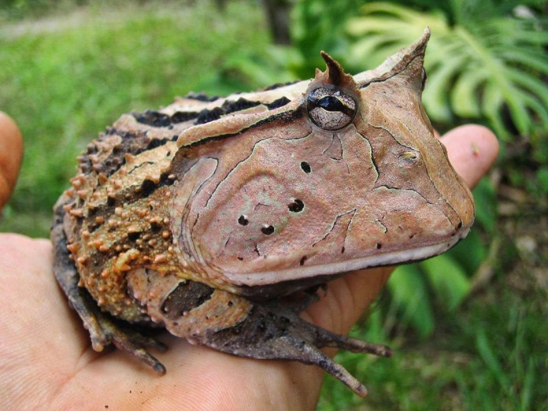 Амазонская рогатка