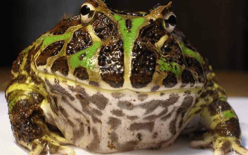 Рогатка ceratophrys Ornata