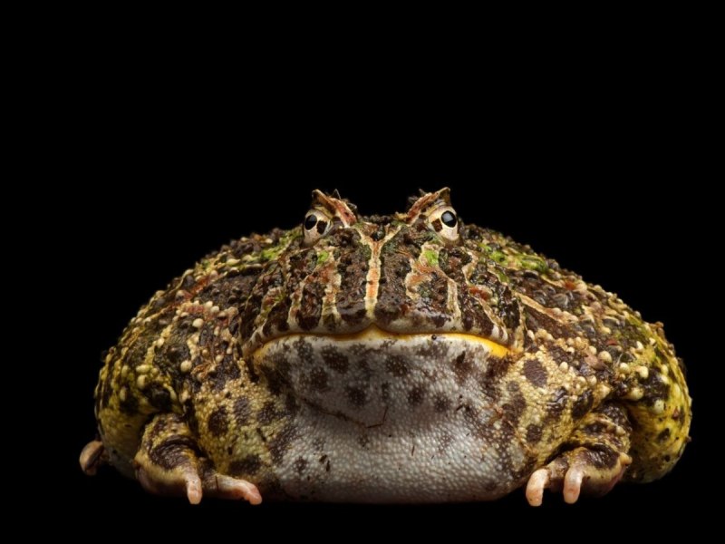 Ceratophrys Aurita