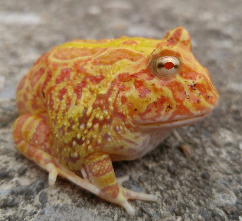 Рогатка ceratophrys Ornata