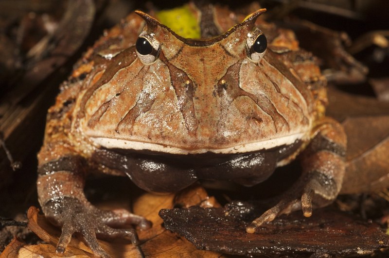 Рогатка ceratophrys Ornata