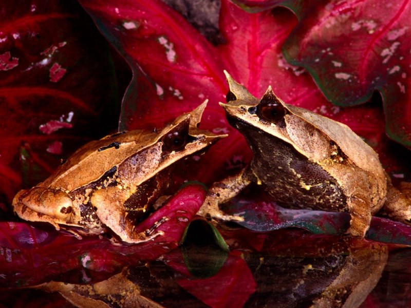 Рогатка Кранвелла ceratophrys cranwelli