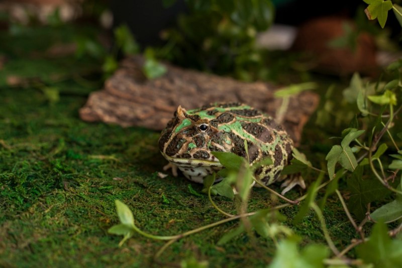 Чакская рогатка ceratophrys cranwelli