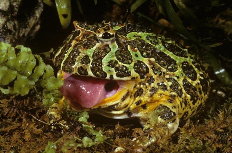 Ceratophrys Ornata