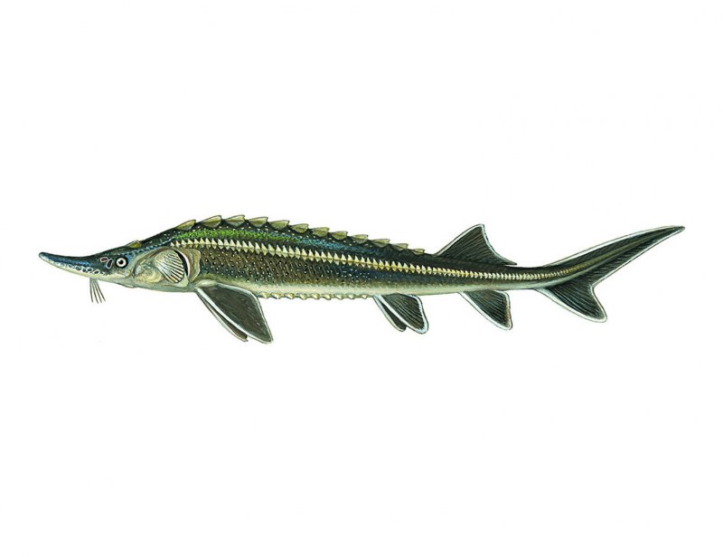 Белуга Huso Huso
