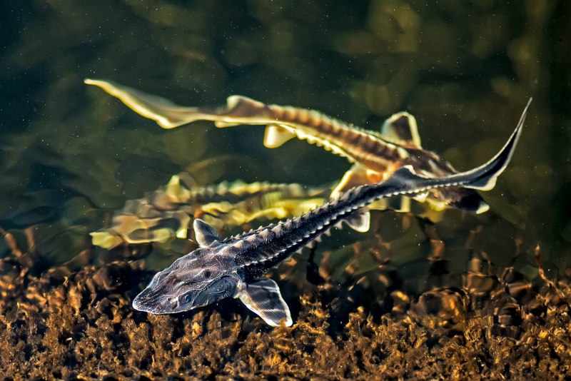 Севрюга – Acipenser stellatus Pallas, 1771