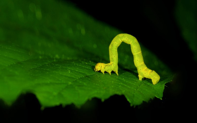 Acronicta psi гусеница