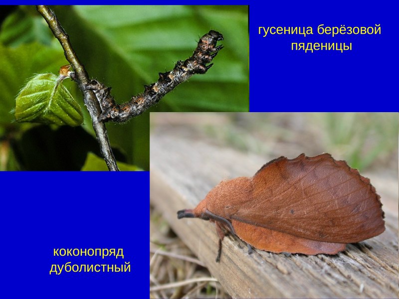 Гусеница змея винный Бражник