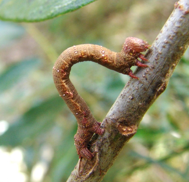Acronicta Tridens гусеница