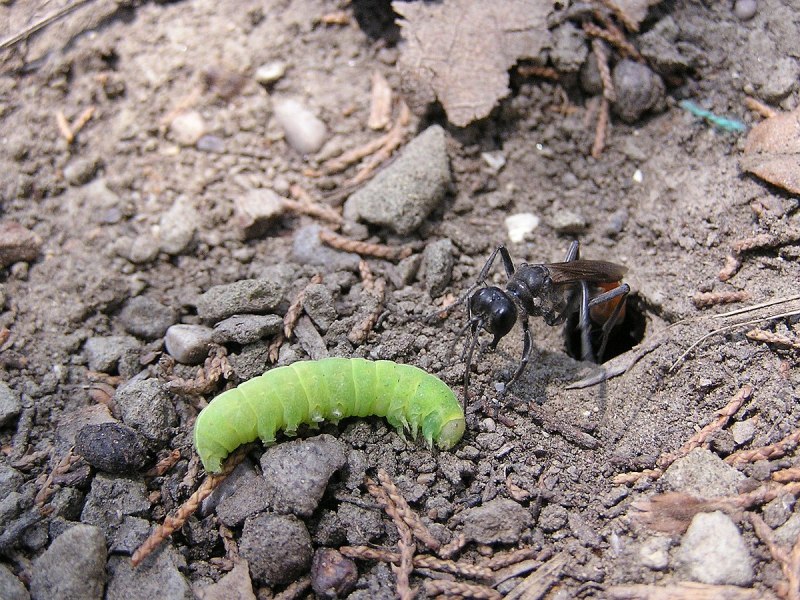 Гусеница бабочки Carthaea saturnioides