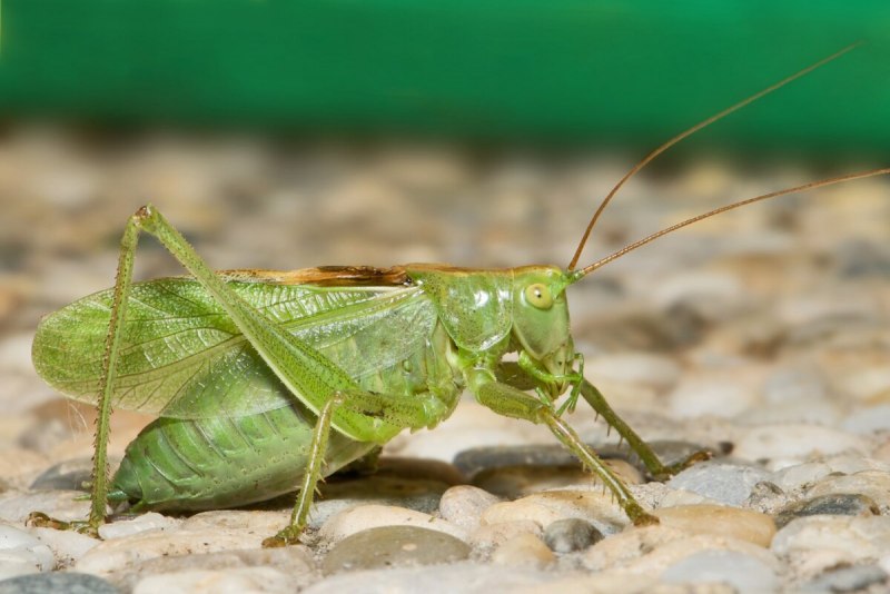 Кузнечик амбликорифа