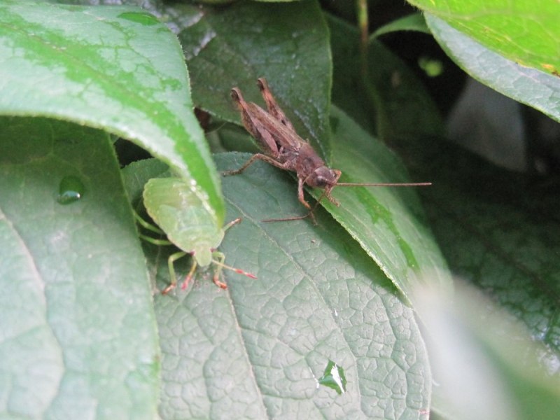 Grasshopper («кузнечик», 1946).