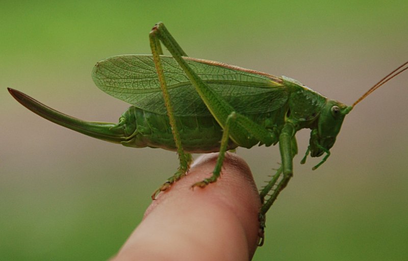 Гигантский папуанский кузнечик Hyperhomala virescens
