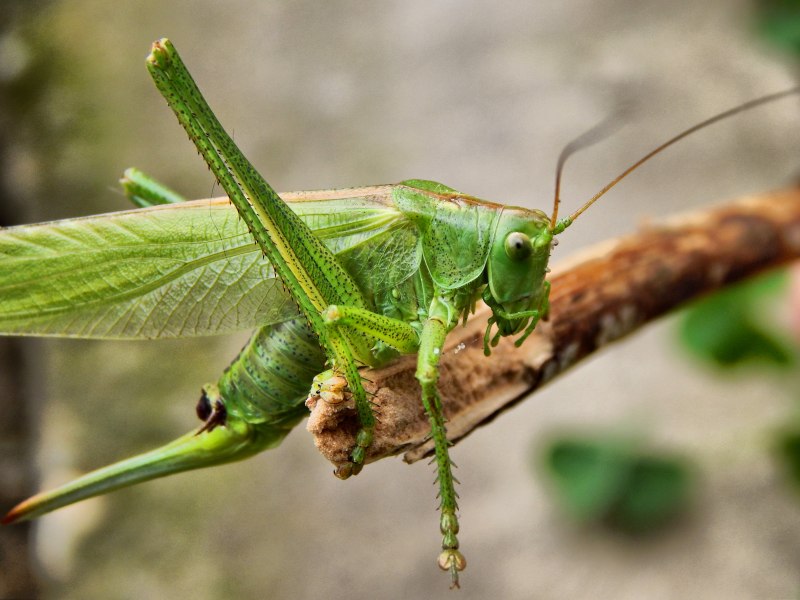 Кузнечик серый (Decticus verrucivorus)