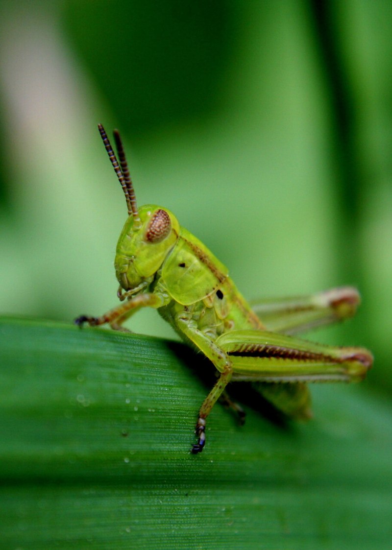 Кузнечик амбликорифа