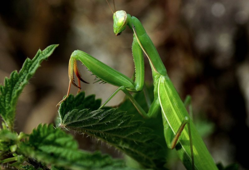 Decticus verrucivorus