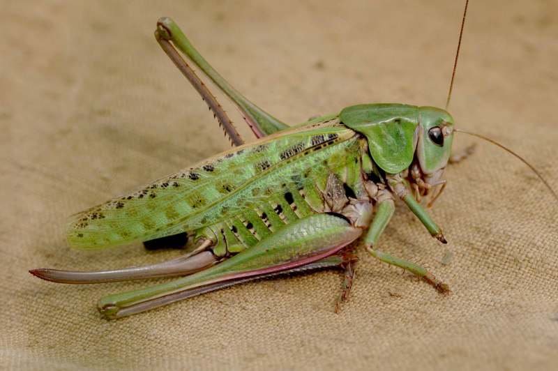 Радужный кузнечик Dactylotum bicolor