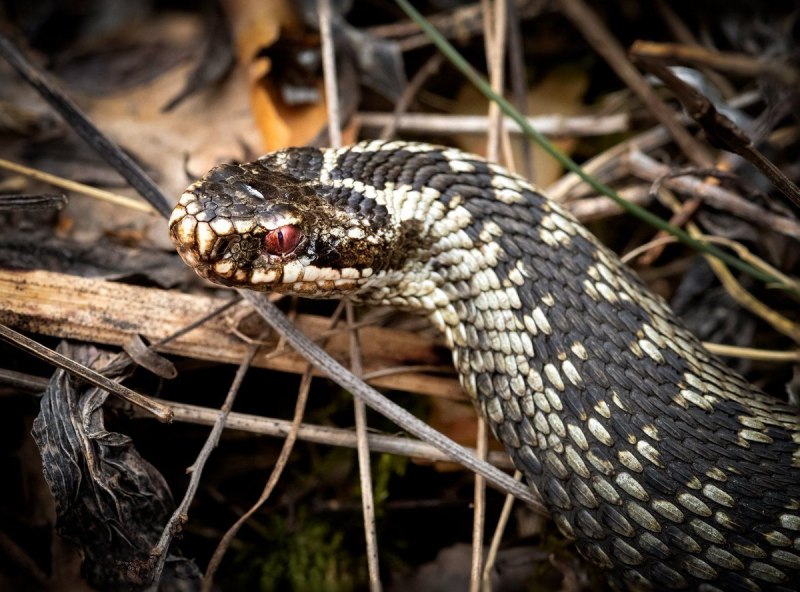 Гадюка Никольского (Vipera nikolskii)