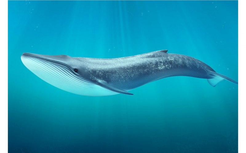 Сейвал (ивасёвый кит) (Balaenoptera Borealis)