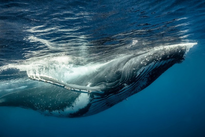 Голубой кит Balaenoptera musculus