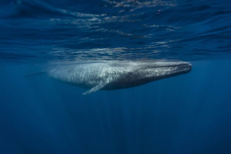 Голубой кит Balaenoptera musculus