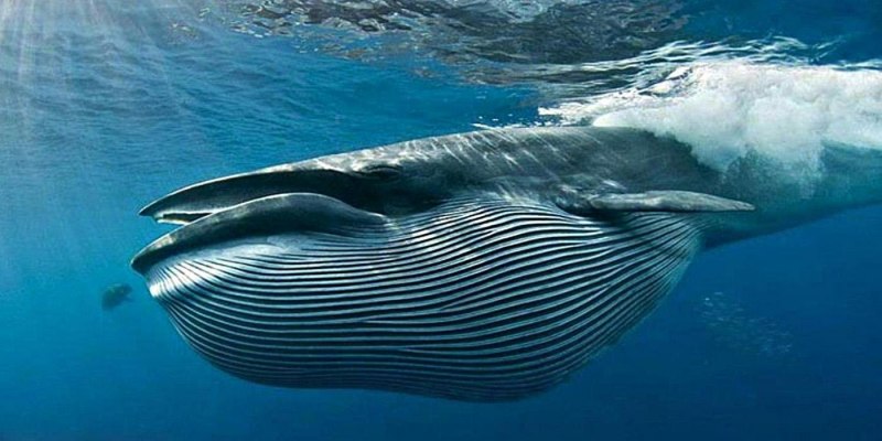 Голубой кит Balaenoptera musculus