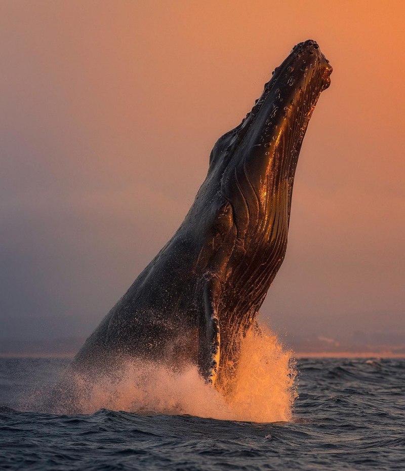 Сейвал (ивасёвый кит) (Balaenoptera Borealis)