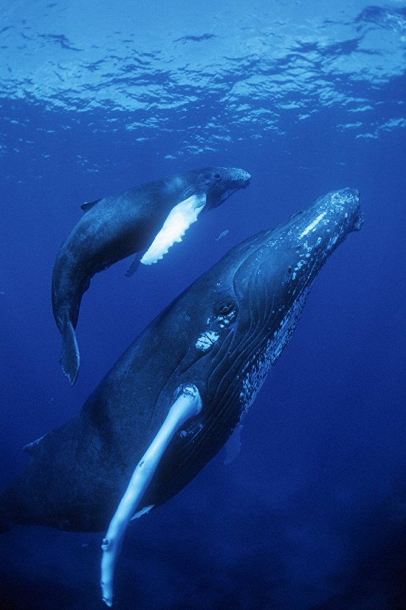 Желтобрюхий кит (68 фото)