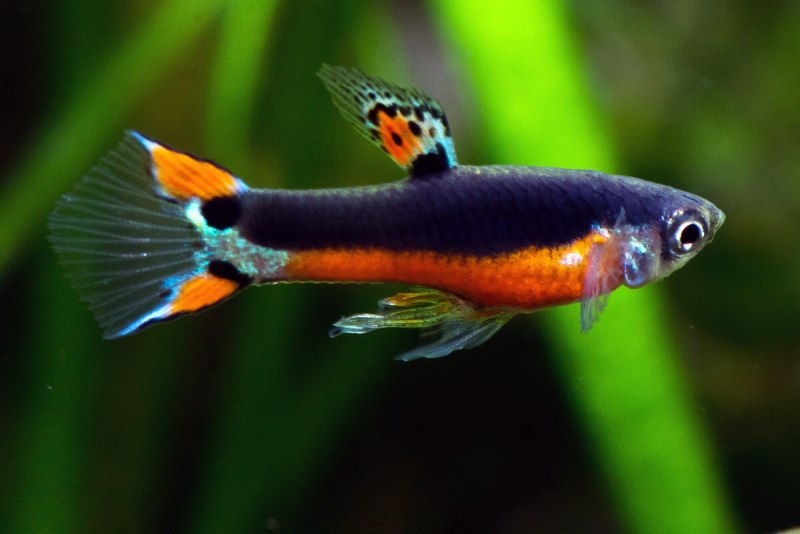 Poecilia wingei aquariumok