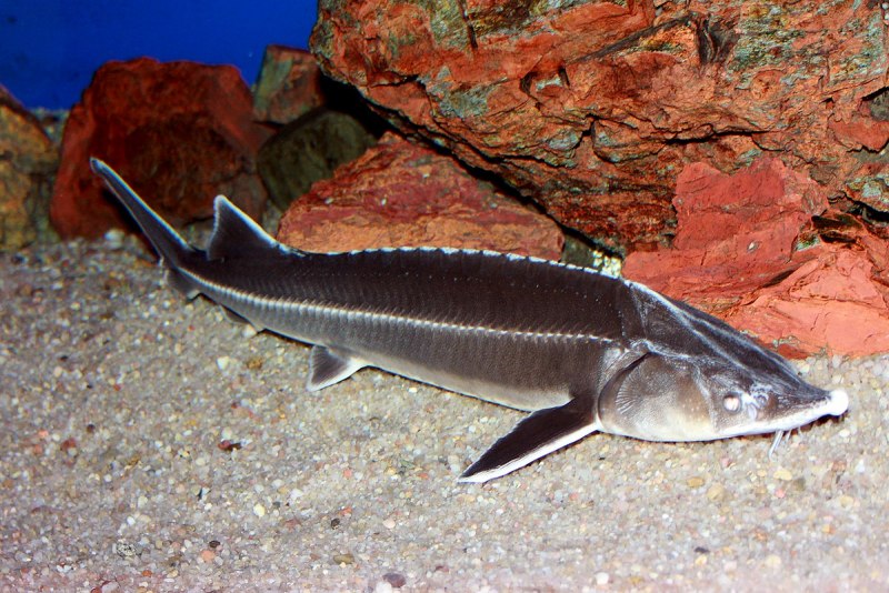 Севрюга – Acipenser stellatus Pallas, 1771