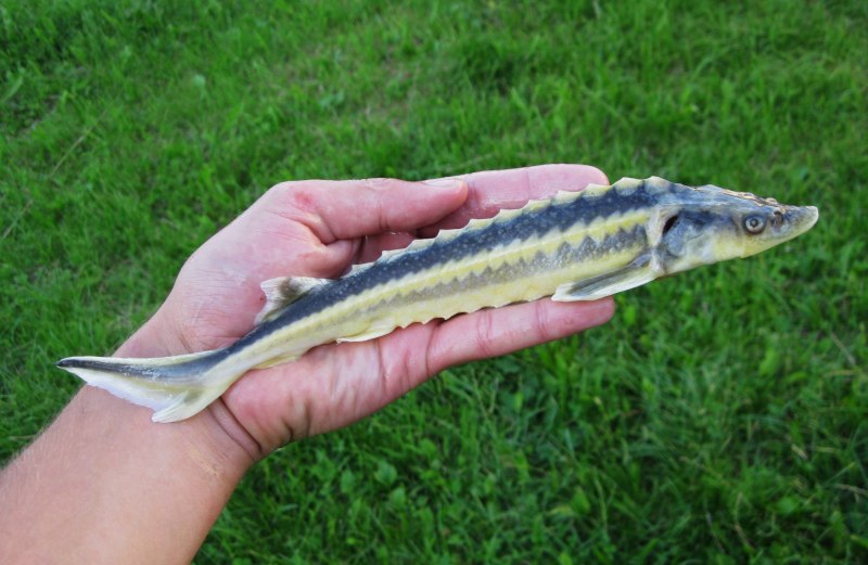 Рыба Atlantic Sturgeon