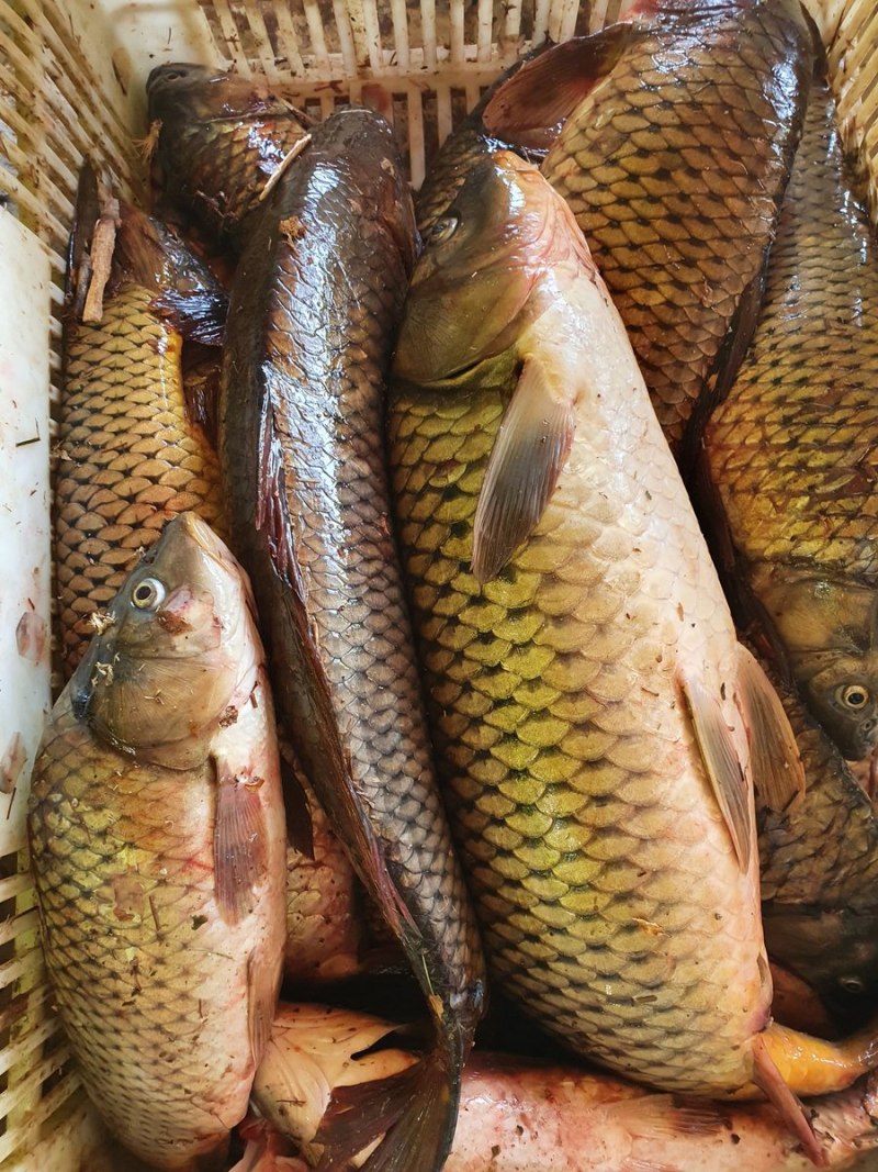 Сазан морской Каспийский