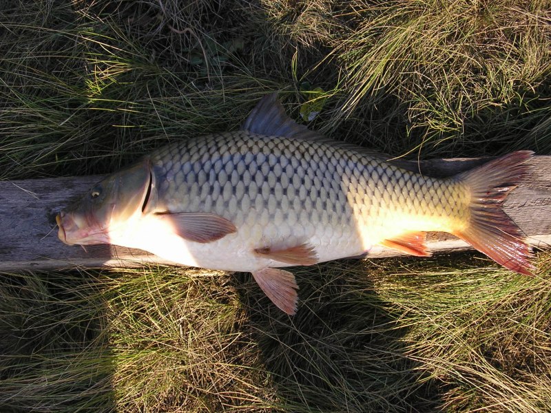 Карп (Cyprinus Carpio)