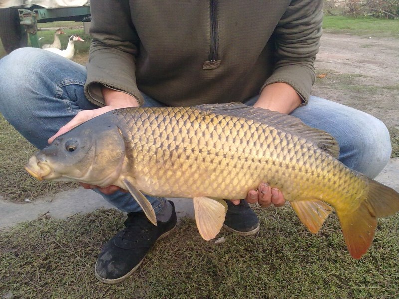 Карп обыкновенный – Cyprinus Carpio