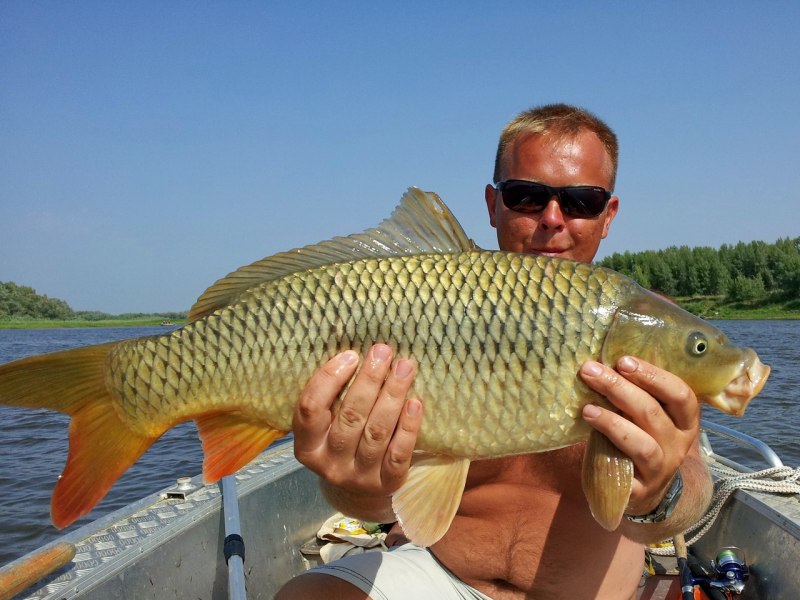 Cyprinus Carpio haematopterus сазан Амурский