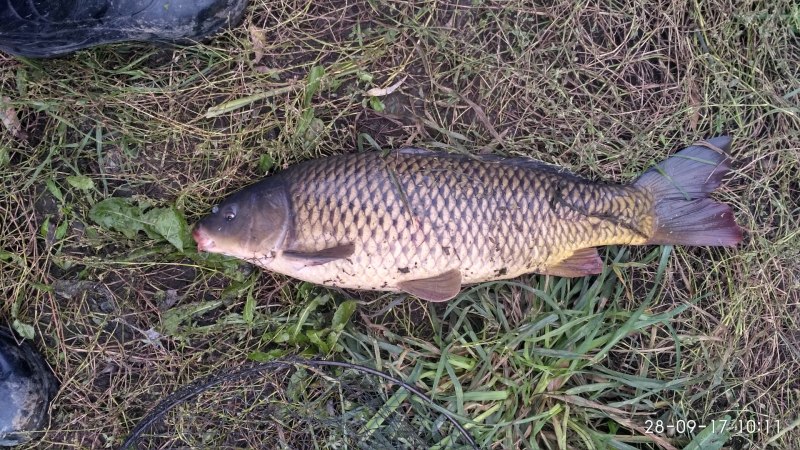 Карп (Cyprinus Carpio)