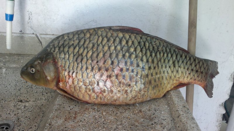 Карп (Cyprinus Carpio)