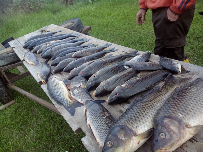 Карп обыкновенный – Cyprinus Carpio
