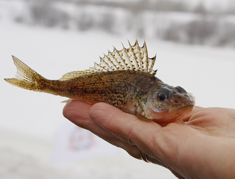 Chlamydogobius squamigenus