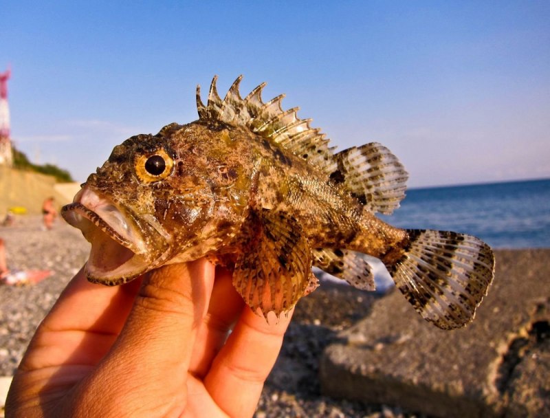 Морской ёрш Черноморский