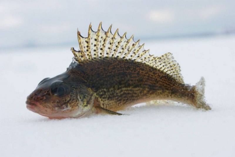 Gymnocephalus cernuus