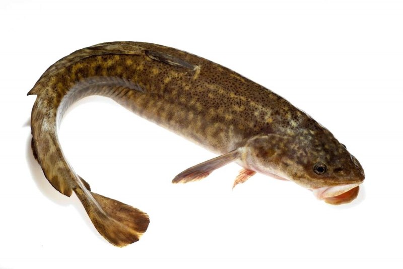 Морской налим