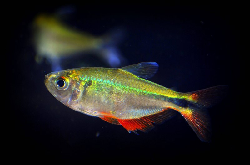 Hyphessobrycon anisitsi