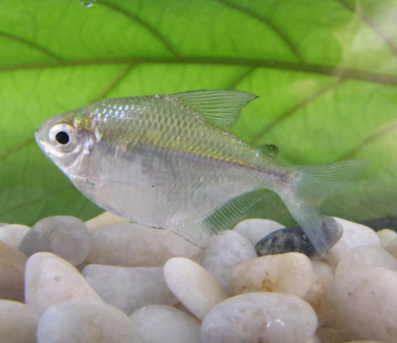 Hyphessobrycon anisitsi