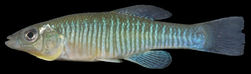 Минор (Hyphessobrycon Minor)