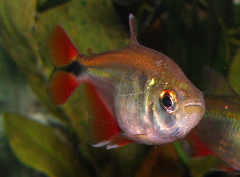 Hyphessobrycon anisitsi